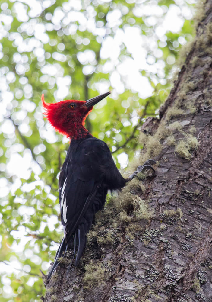 Magellanic woodpecker - one of the largest woodpeckers on earth