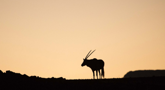 Oryx at sunset
