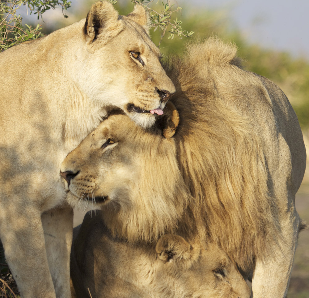 The lions of the Okavango Delta