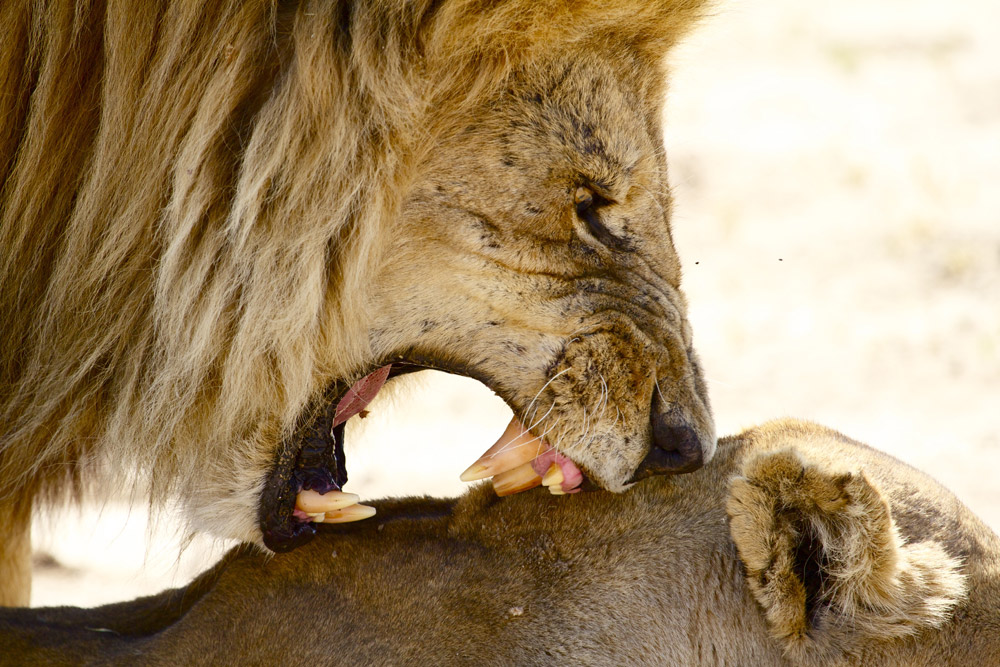 The lions of the Okavango Delta
