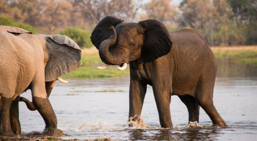 Young elephant bulls sparring in the Khwai river