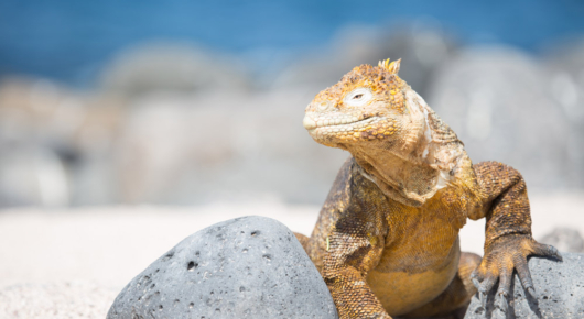 Galapagos