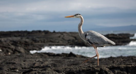 Galapagos