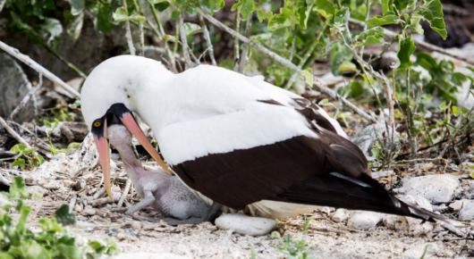 Galapagos