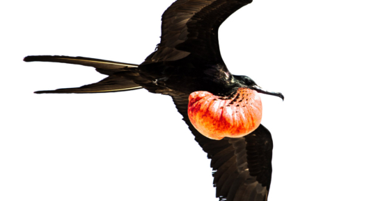 Galapagos
