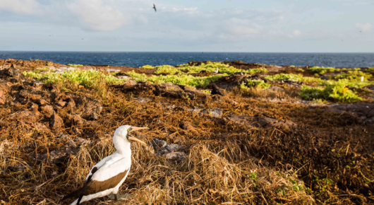 Galapagos