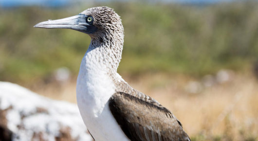 Galapagos