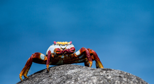 Galapagos