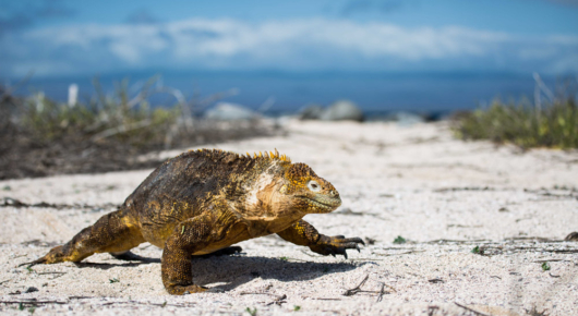 Galapagos