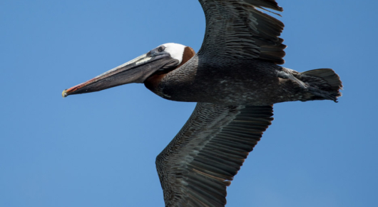 Galapagos