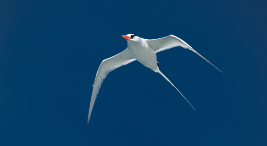 Galapagos