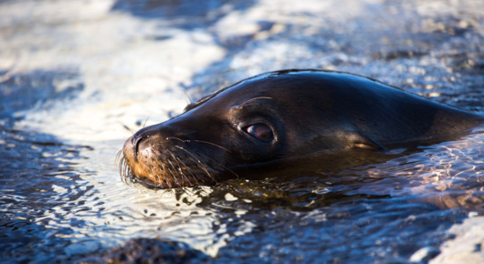 Galapagos