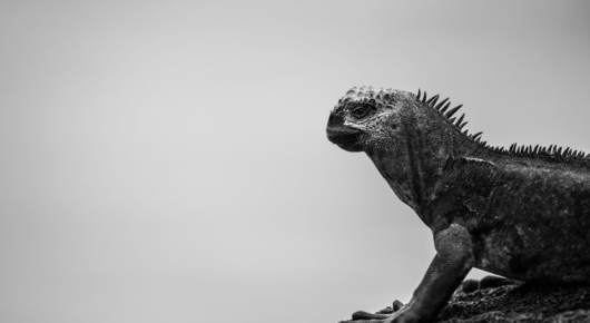 Galapagos