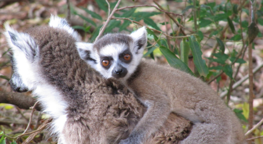 Madagascar