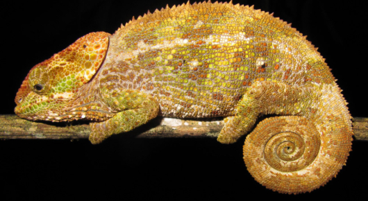 Madagascar