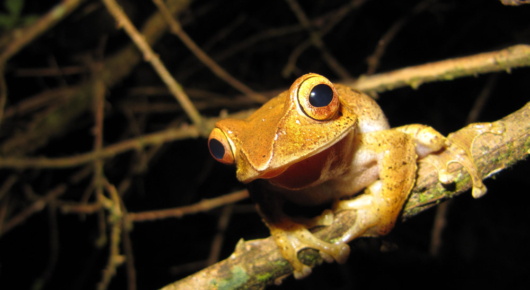 Madagascar