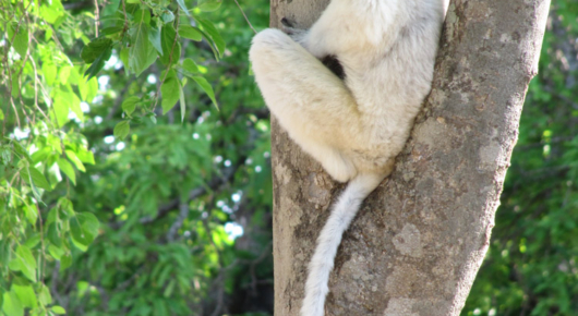 Madagascar