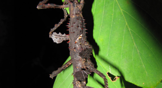 Madagascar
