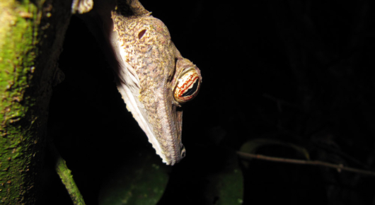 Madagascar