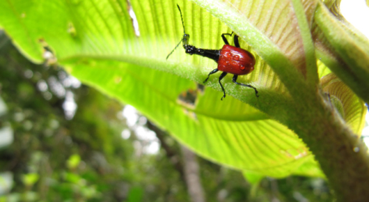Madagascar
