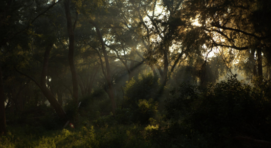 Pafuri Walking Trail