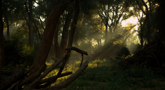 Pafuri Walking Trail