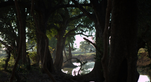 Pafuri Walking Trail