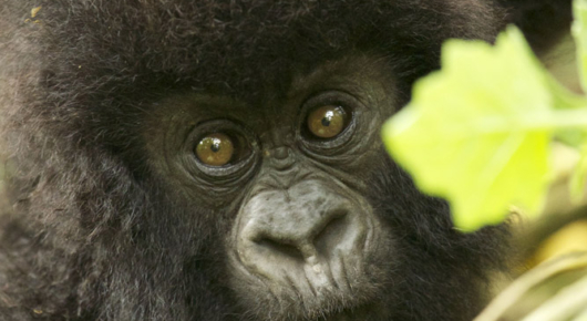 Rwanda