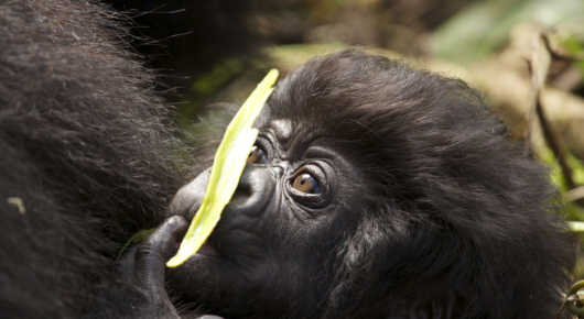 Rwanda