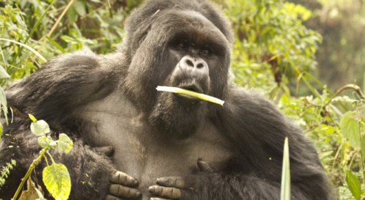 Rwanda