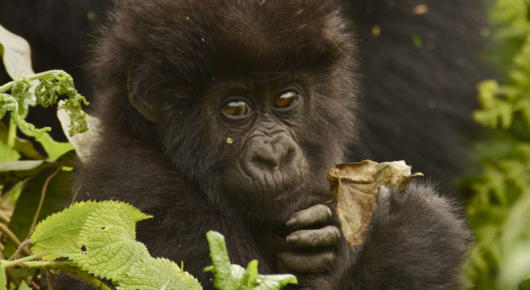 Rwanda