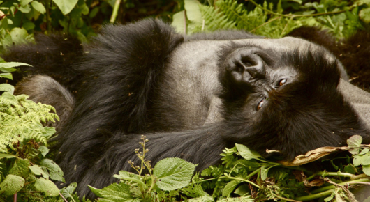 Rwanda