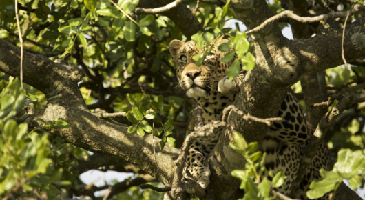Tanzania