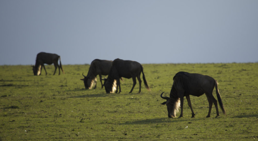 Tanzania