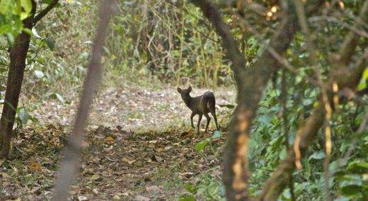 Tanzania