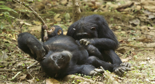 Tanzania