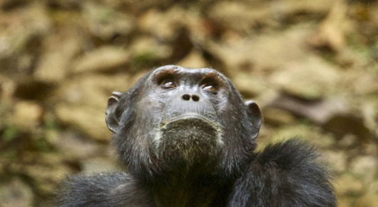 Tanzania