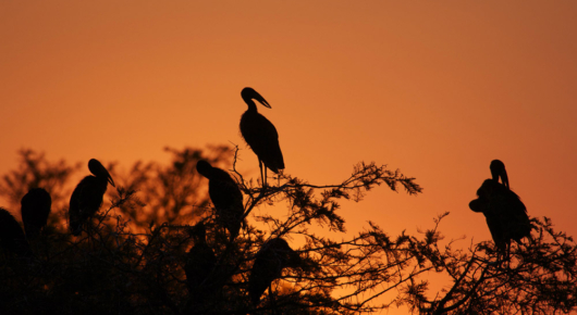 Tanzania