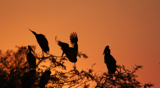 Tanzania