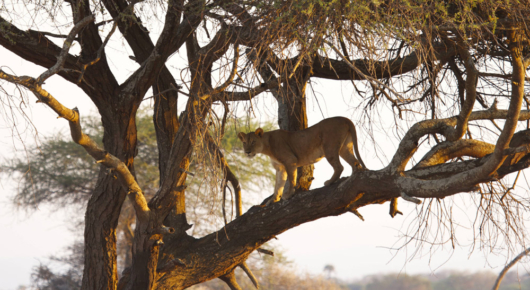 Tanzania