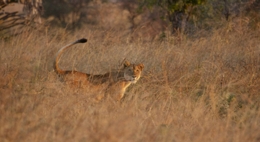 Tanzania