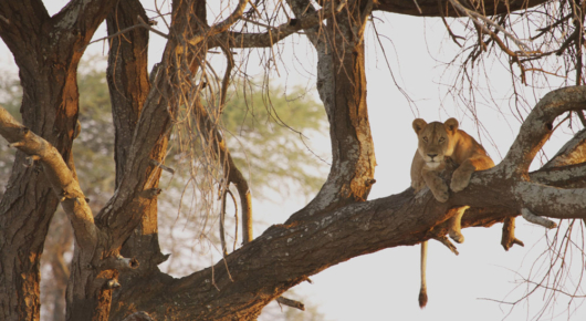 Tanzania