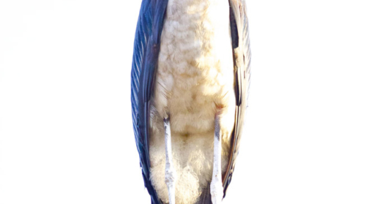 Tanzania