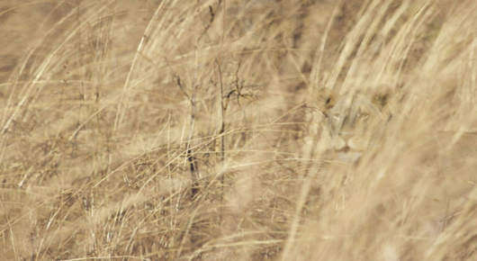 Tanzania