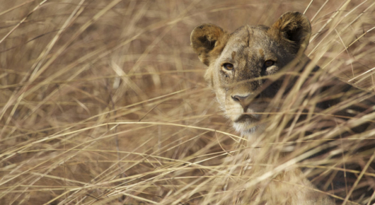 Tanzania
