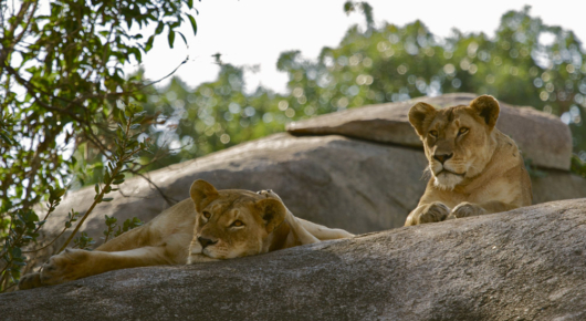 Tanzania