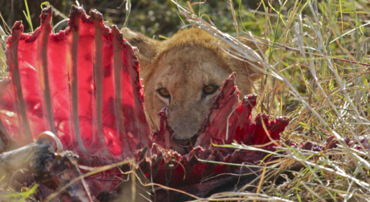 Tanzania
