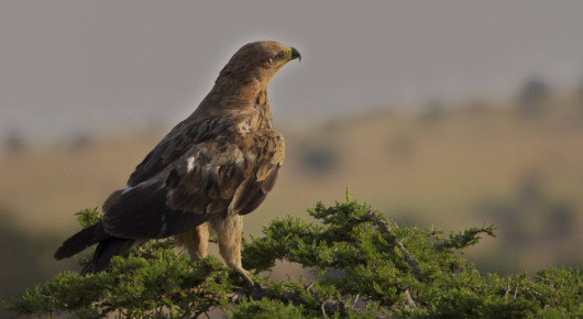 Tanzania