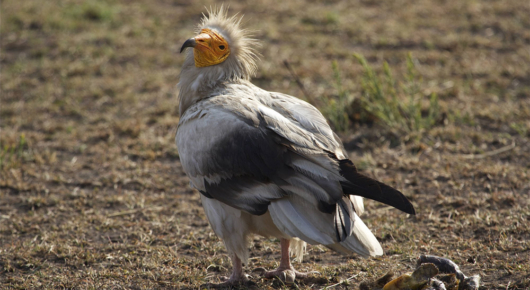 Tanzania