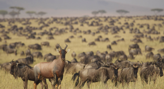 Tanzania